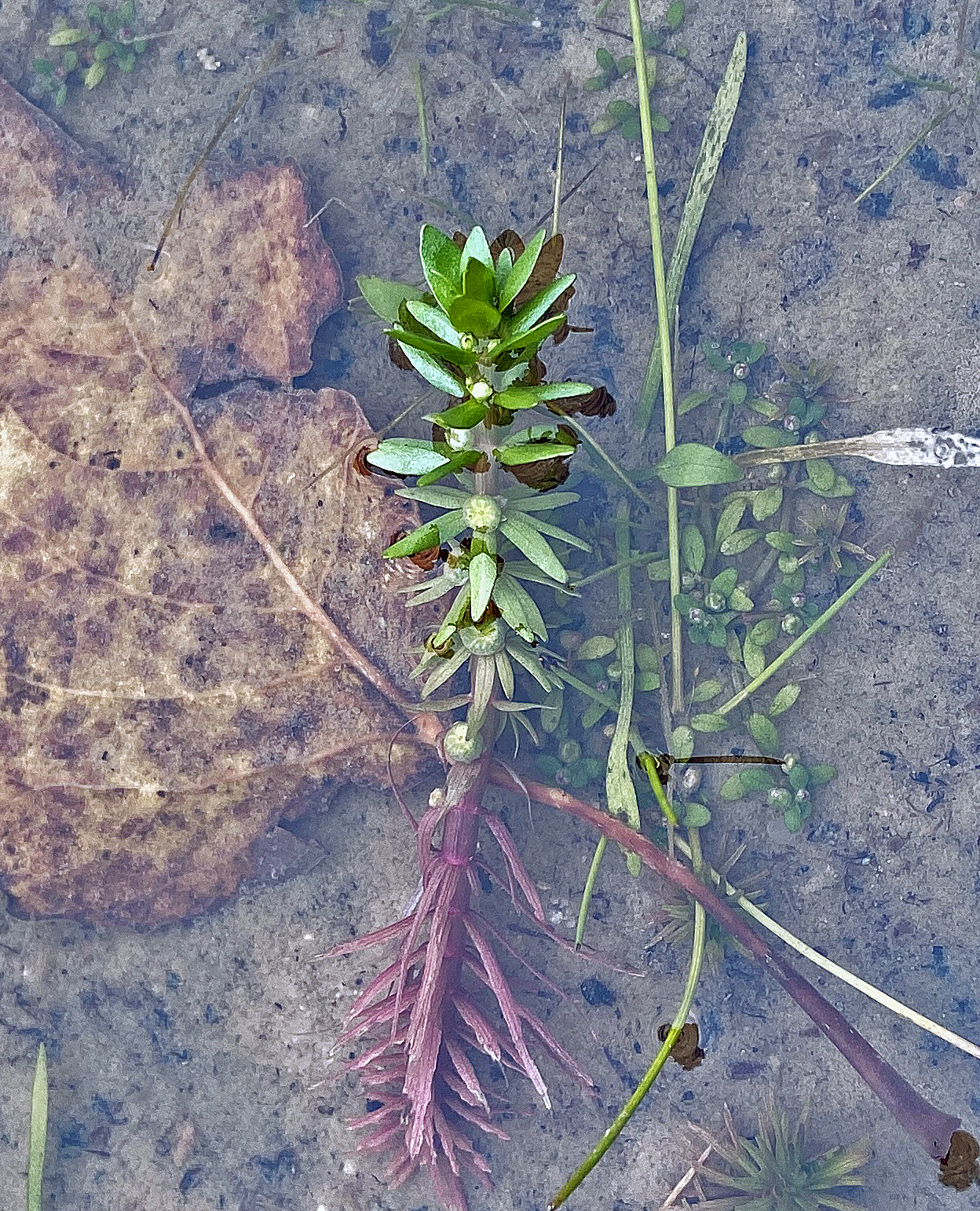 Seine Blätter verleihen dem Sensationsfund eine tannenähnliche Gestalt: Die äußerst seltene Pflanzenart „Quirl-Tännel“ in einem Teich bei Hammerbach. Foto: Untere Naturschutzbehörde am Landratsamt/Johannes Marabini.