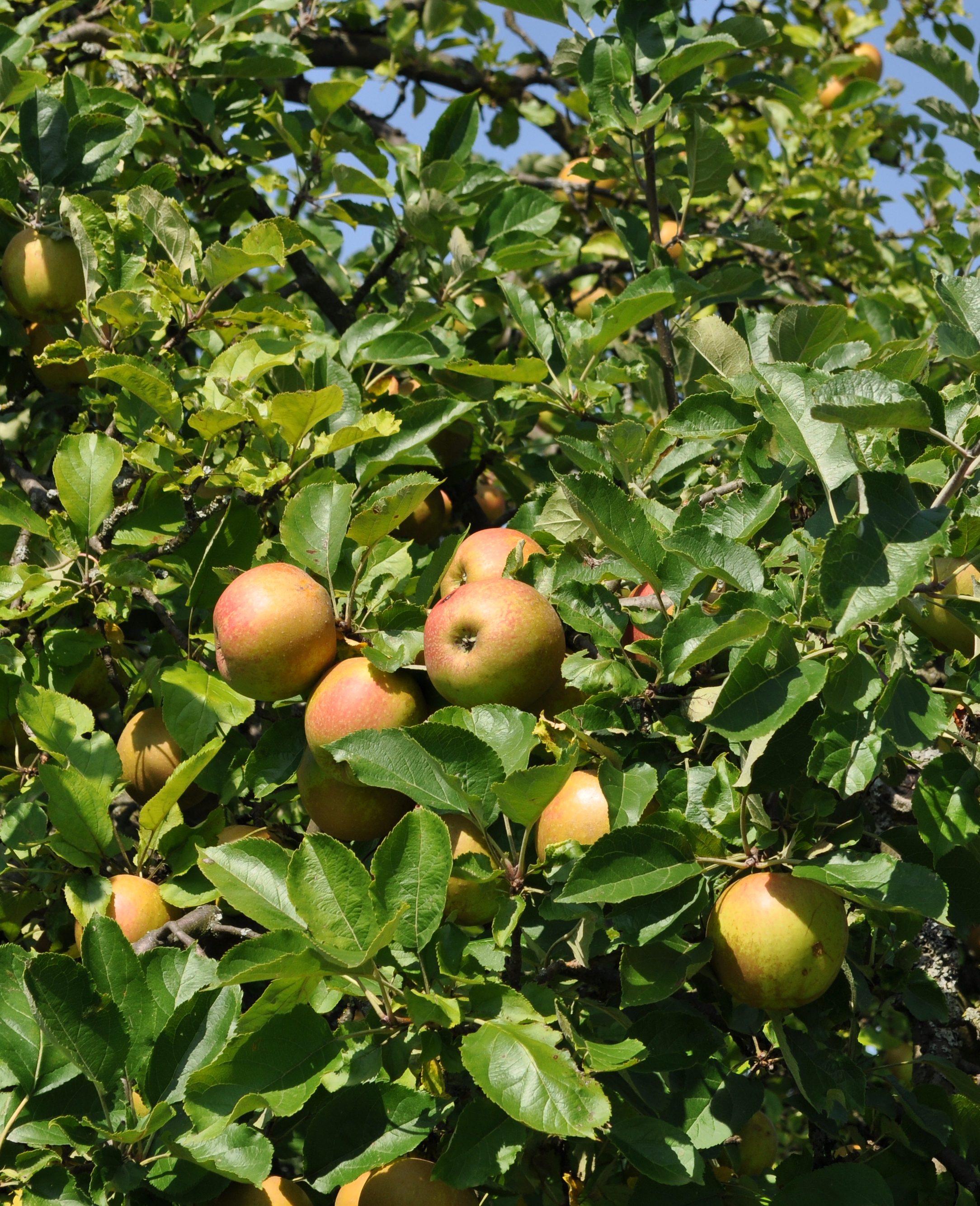 Edelreiser für Gartenfreunde