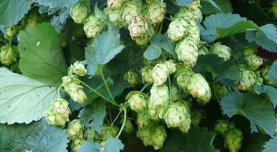 Hopfen_Hans_(Pixabay).jpg Hopfen_Hans_(Pixabay).jpg