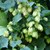 Hopfen_Hans_(Pixabay).jpg