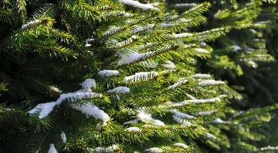 Tannenbaum_Barthwo_(Pixabay).jpg Tannenbaum_Barthwo_(Pixabay).jpg