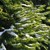 Tannenbaum_Barthwo_(Pixabay).jpg