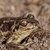 Koblauchkroete_image69340_Michael Schartze DE_piclease