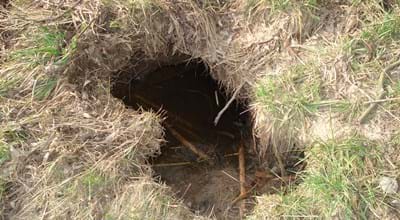 Eingebrochene Biberröhre_Johannes Marabini