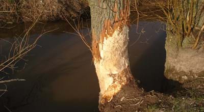 Nagespuren_Johannes Marabini