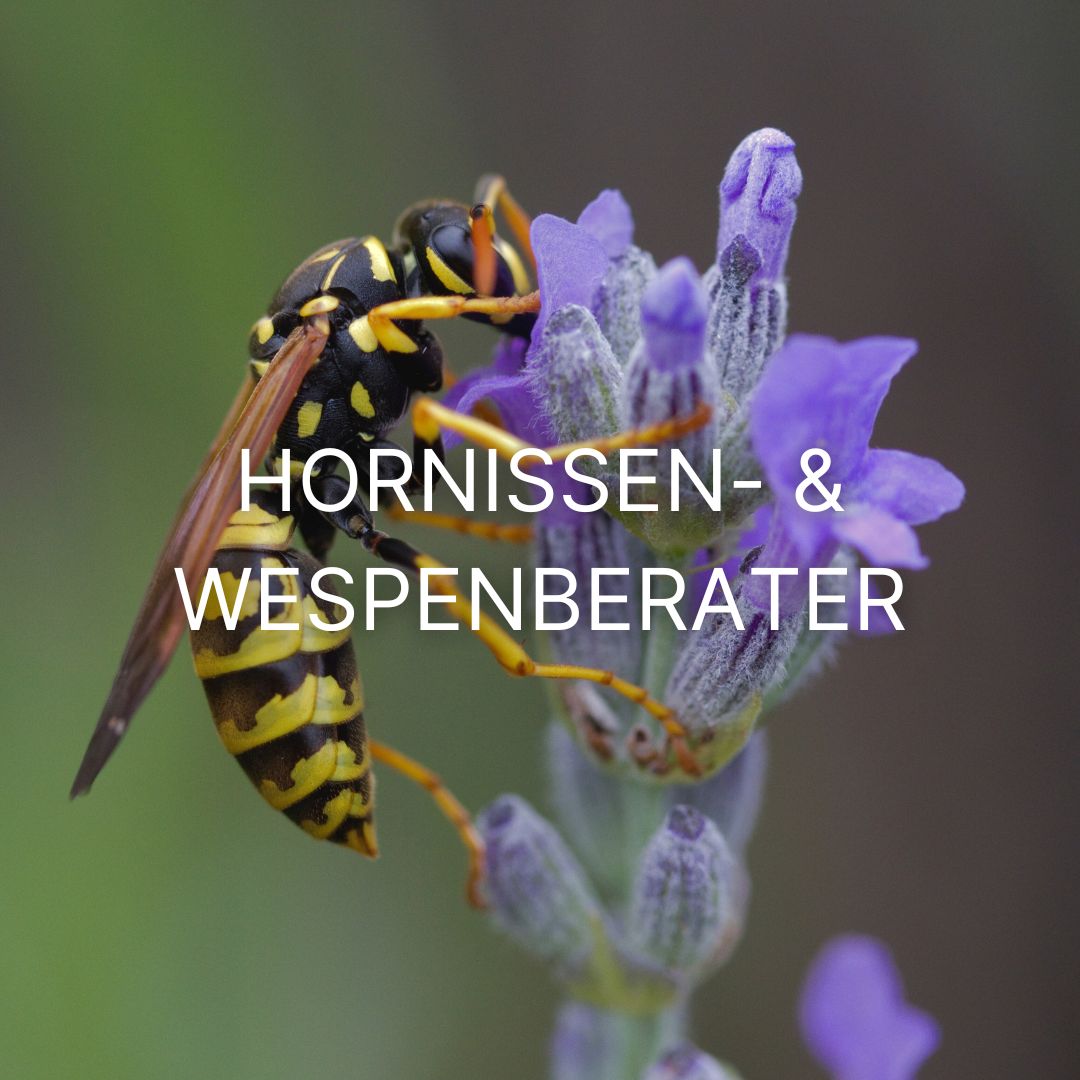 Hornissen- und Wespenberater