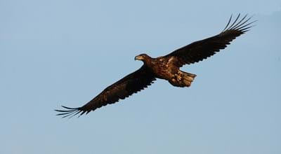 Seeadler Jungvogel_image67964_Glader Hans_piclease