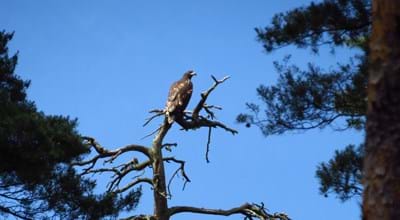 Seeadler2_Udo Pankratius