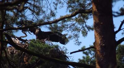 Seeadler3_Udo Pankratius