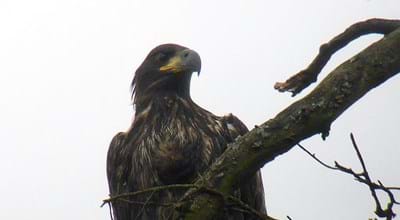 Seeadler-Jungvogel_Udo Pankratius