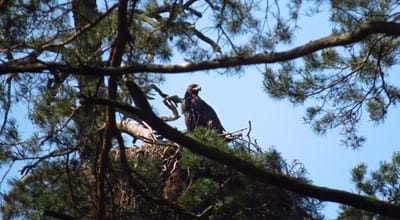 Seeadler_Udo Pankratius