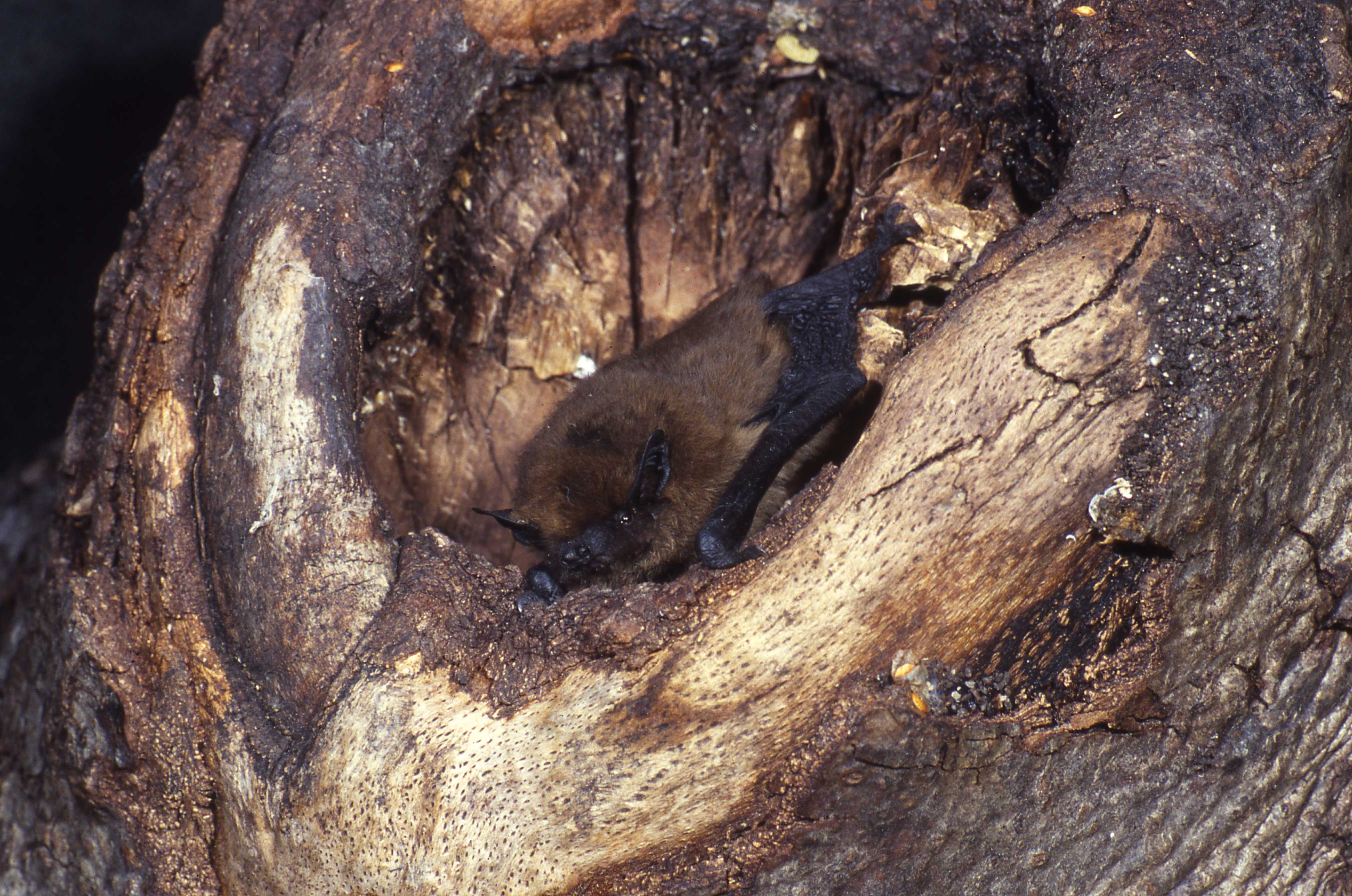 Zwergfledermaus im Astloch (Foto: Fünfstück, Hans-Joachim/piclease)