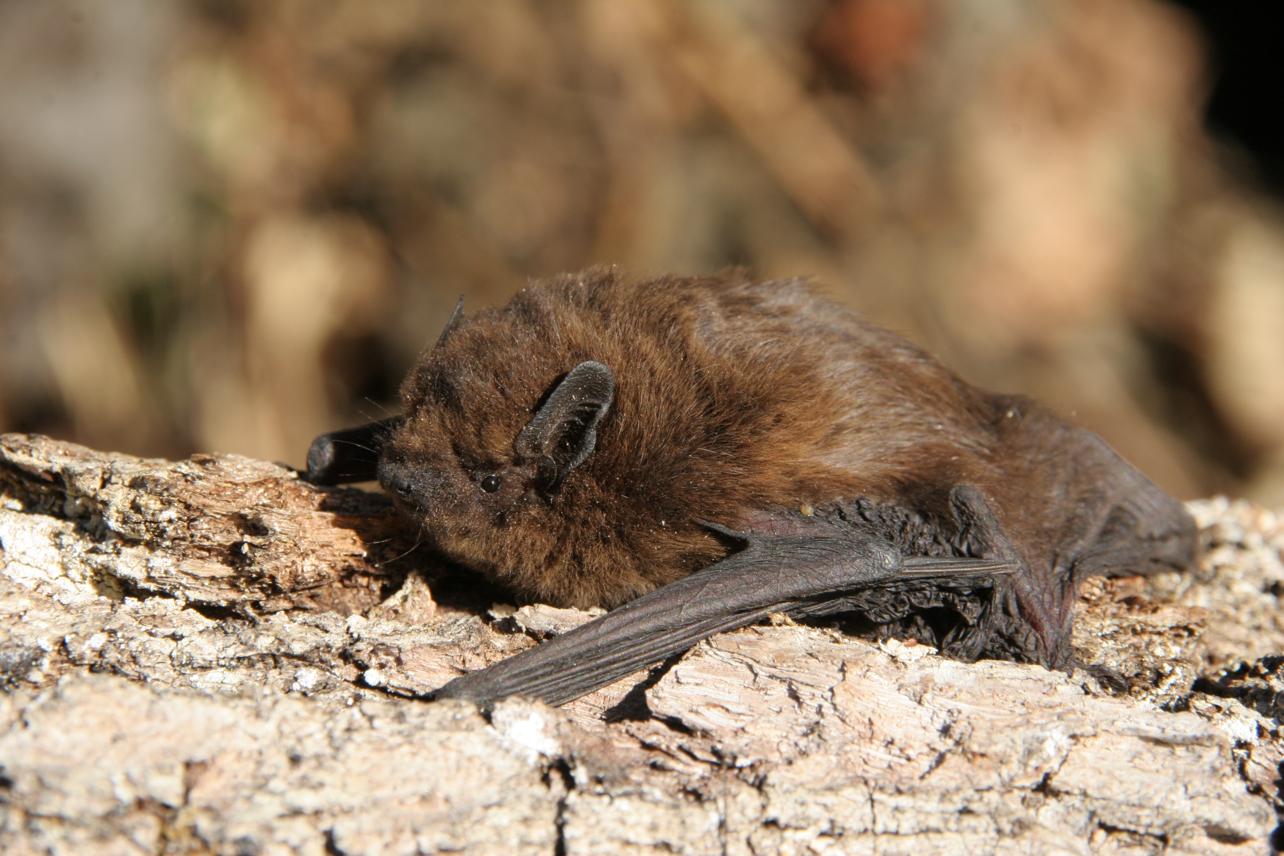 Zwergfledermaus (Foto: Fünfstück, Hans-Joachim/piclease)