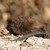 Zwergfledermaus (Foto: Fünfstück, Hans-Joachim /piclease