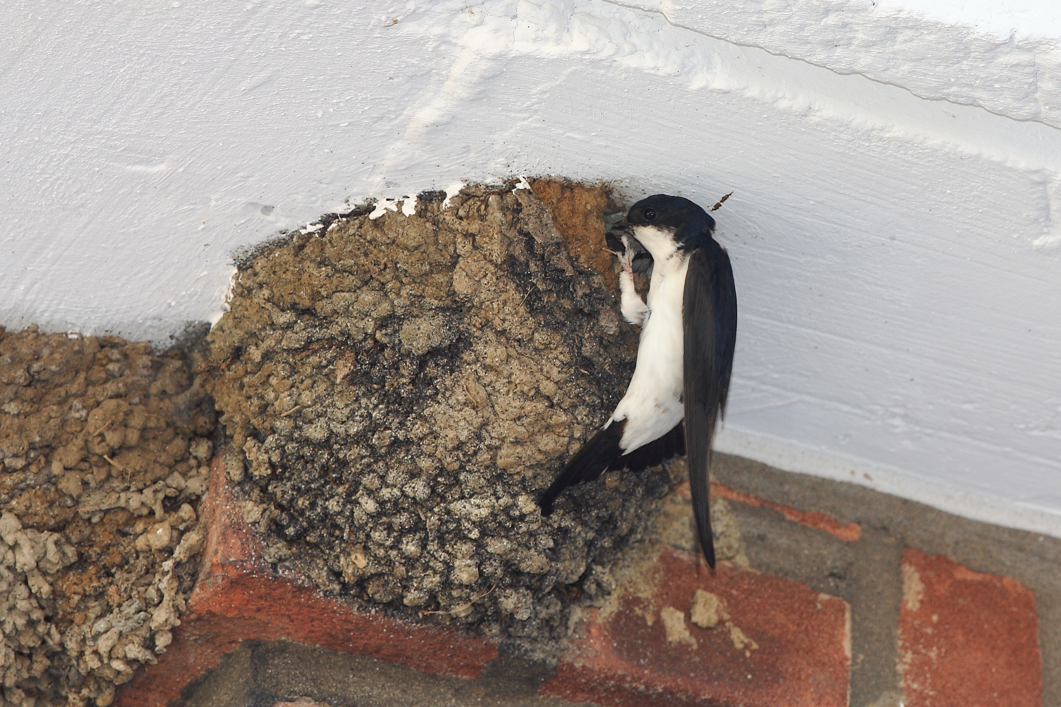 Mehlschwalbe am Nest (Foto: Hans Glader/piclease)