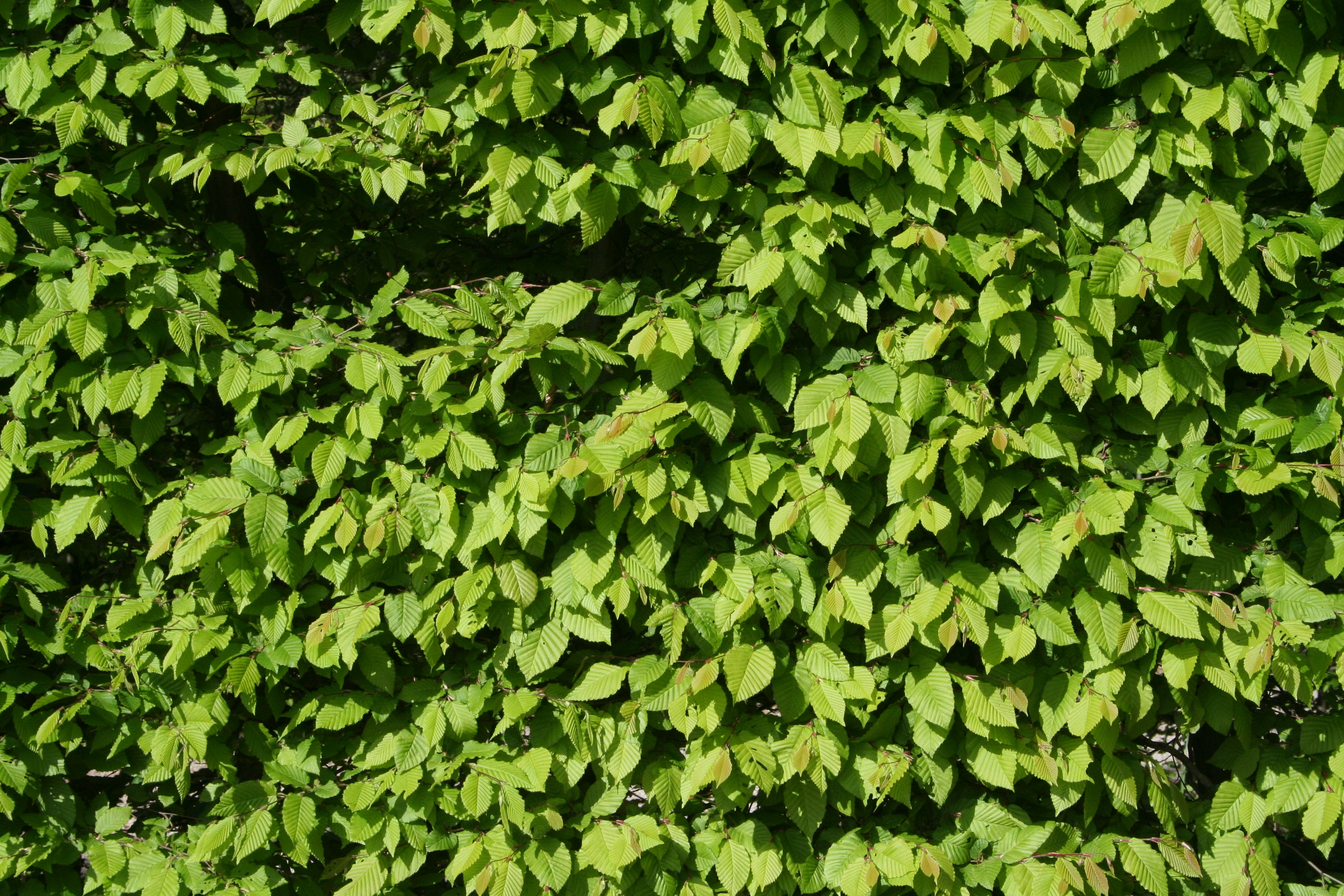 Hainbuchenhecke (Foto: Wilhelm Irsch/piclease)