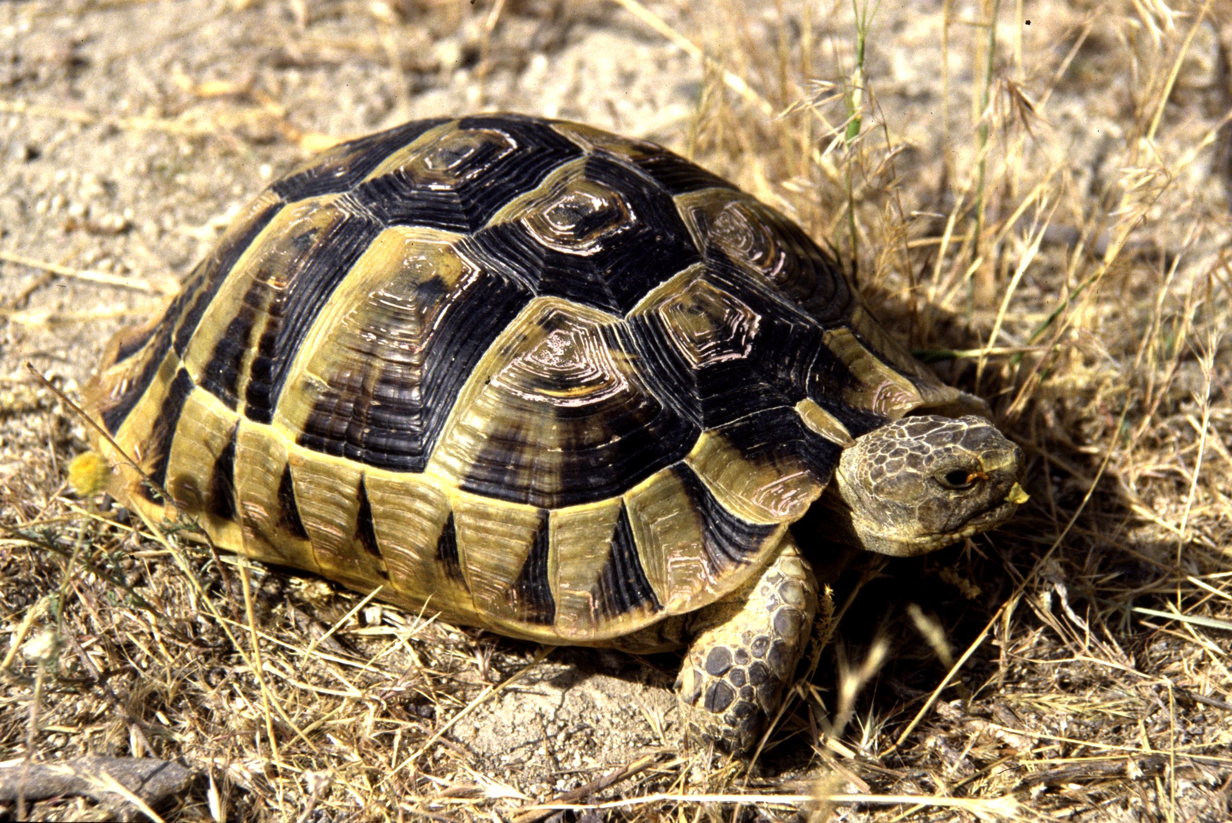 Landschildkröte (Foto: Klaus Jäkel/ piclease)