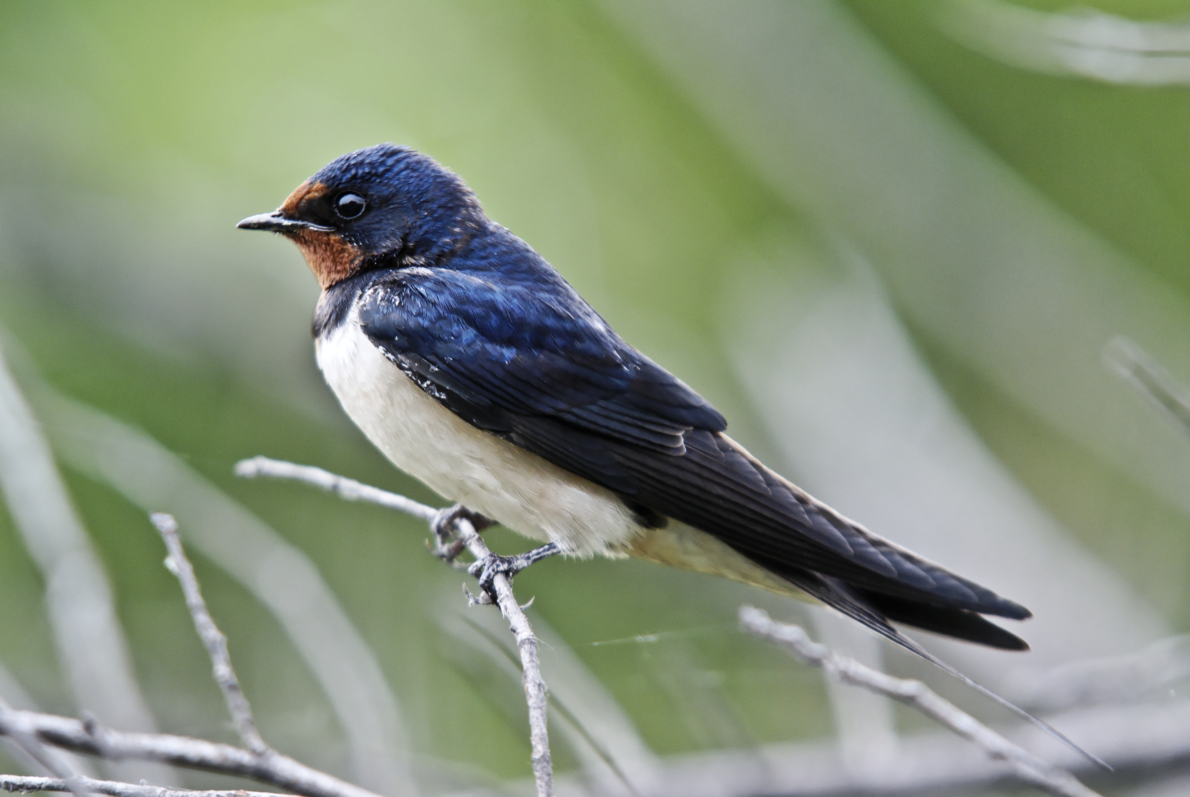 Rauchschwalbe (Foto: Andreas Lettow/piclease)