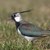 Foto: Limberger, Josef/piclease