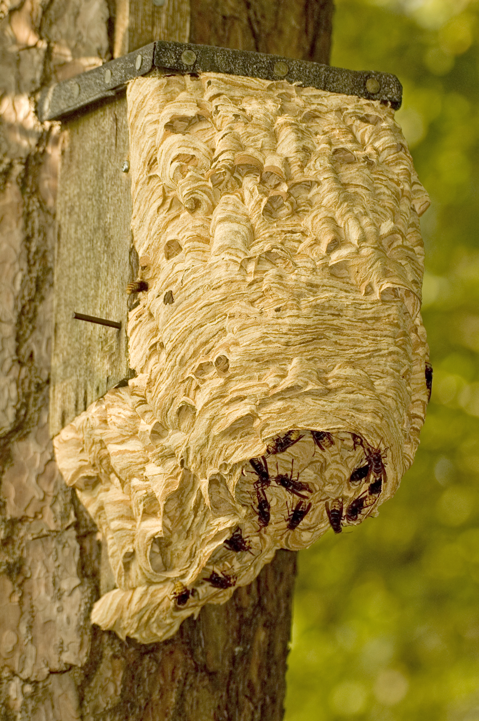 Hornissennest (Foto: Thielscher, Erich/piclease)