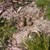 Weber; Kathrin_Gelege.jpg