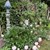 Garten Familie Steidl.JPG