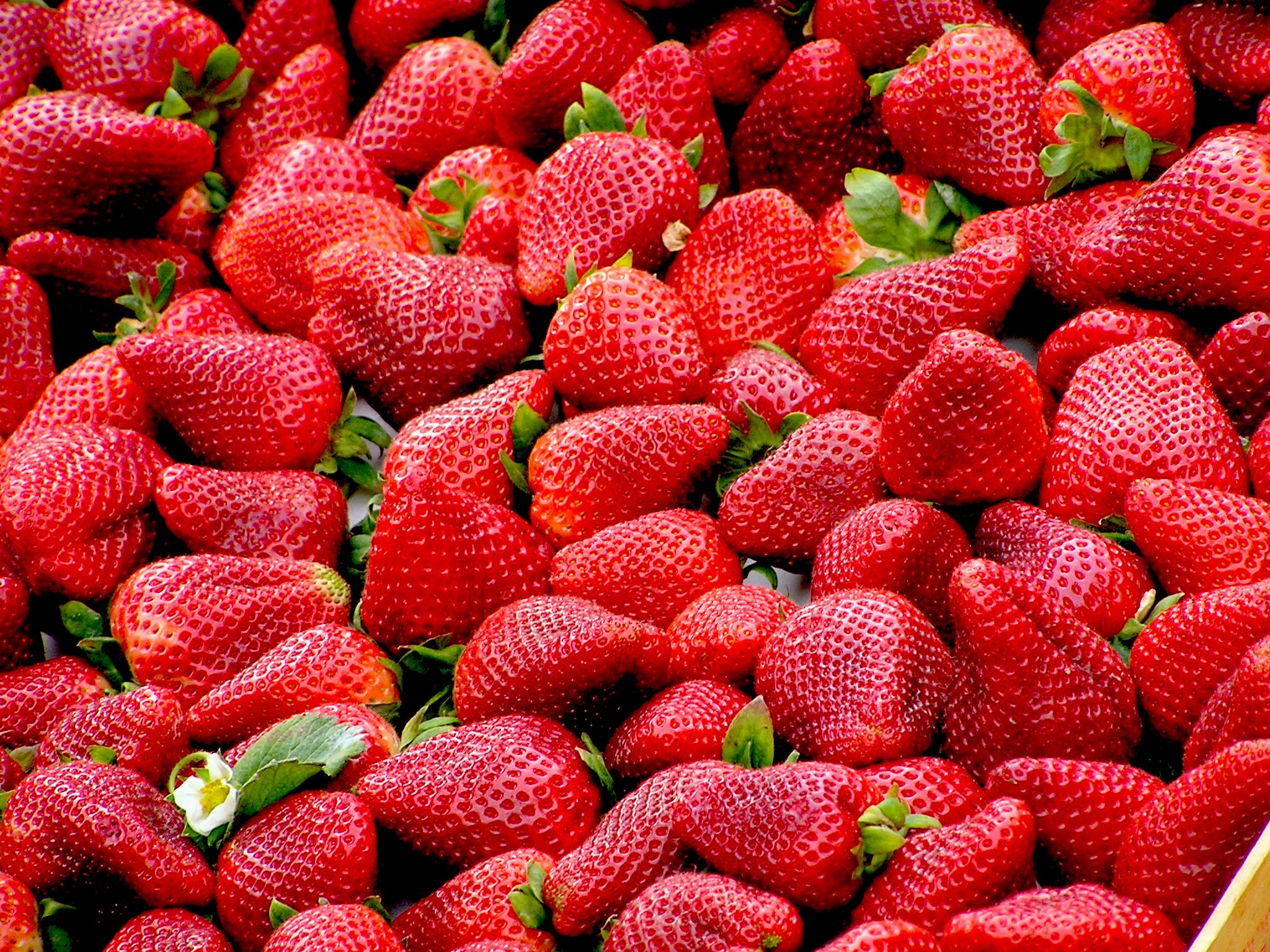 Erdbeeren_robertobarresi_(Pixabay).jpg Leider haben wir keinen Alternativtext zu diesem Bild, aber wir arbeiten daran.