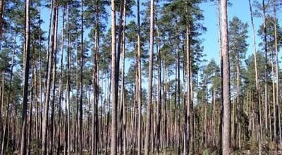 Steckerlaswald Wikicommons Masteraah.jpg