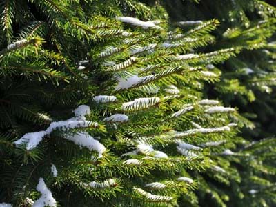 Tannenbaum_Barthwo_(Pixabay).jpg