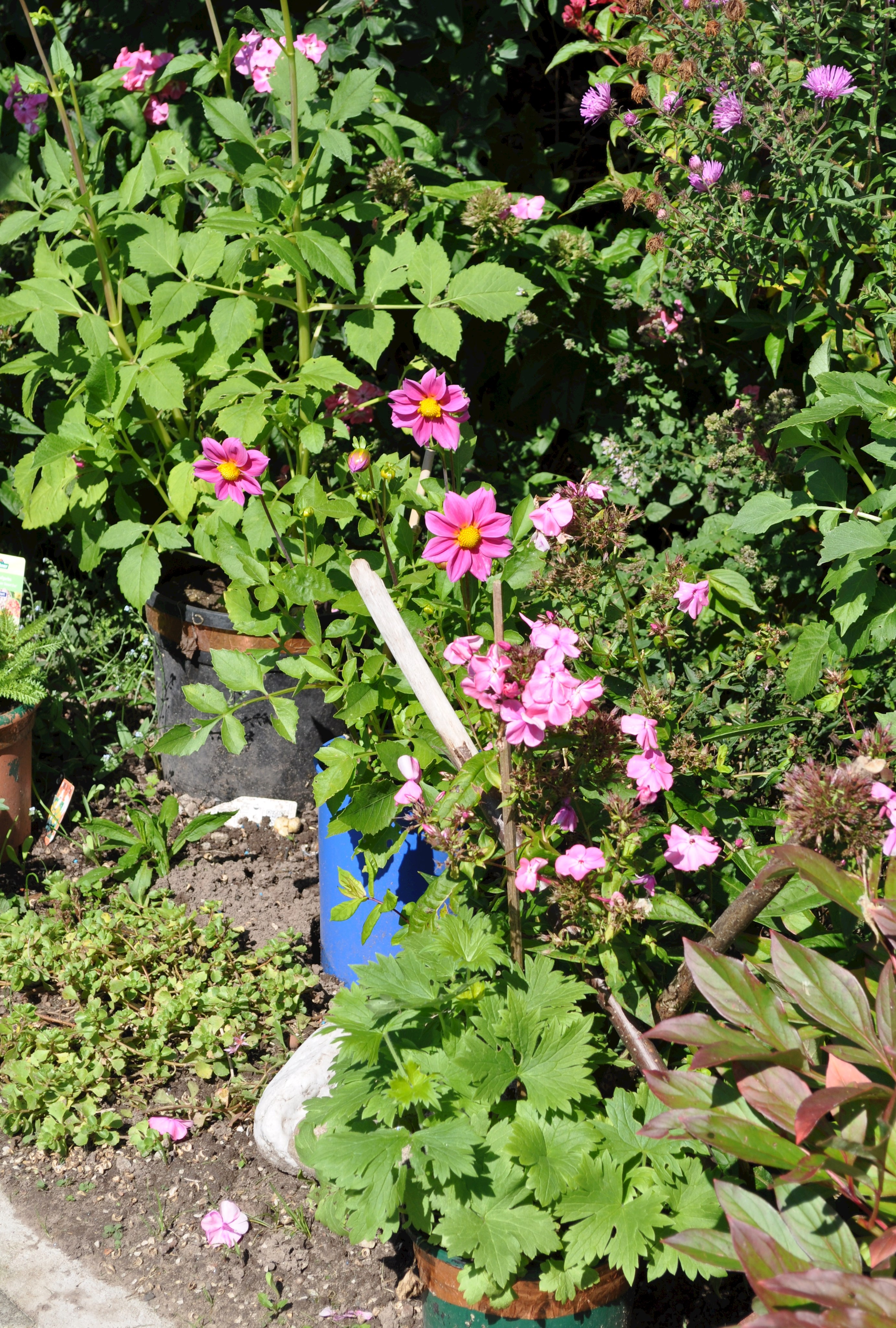 Nachbars beste Tipps für den eigenen Garten