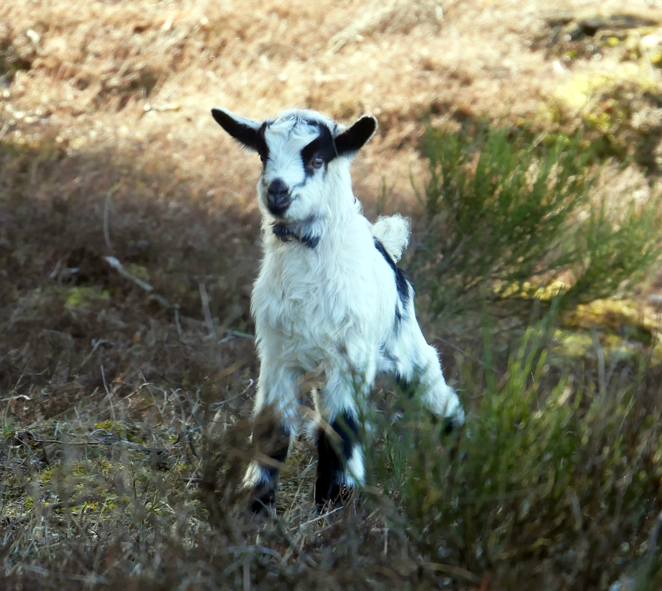 Solch niedliche Zicklein wie dieses hier gibt es wieder im Tennenloher Forst zu bestaunen. Foto: Johannes Marabini