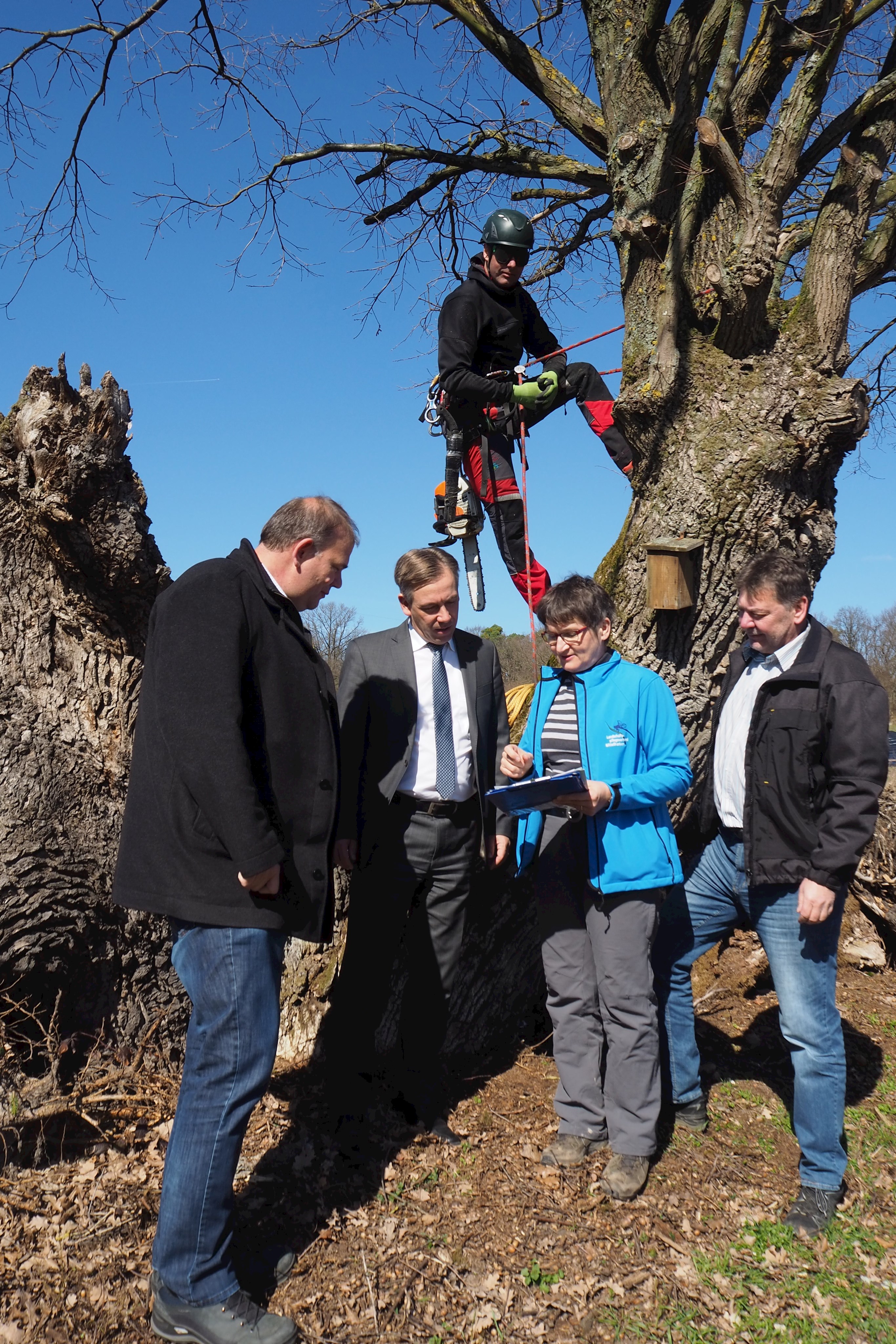 Mit Klettertechnik die historischen Kopfeichen erhalten: Möhrendorfs Bürgermeister Thomas Fischer, Landrat Alexander Tritthart, Karin Klein-Schmidt vom Landschaftspflegeverband Mittelfranken und Johannes Marabini lassen sich im Rahmen des gemeinsamen Artenschutzprojektes von Baumpfleger Norbert Mehl zeigen, wie der Kronenschnitt funktioniert.