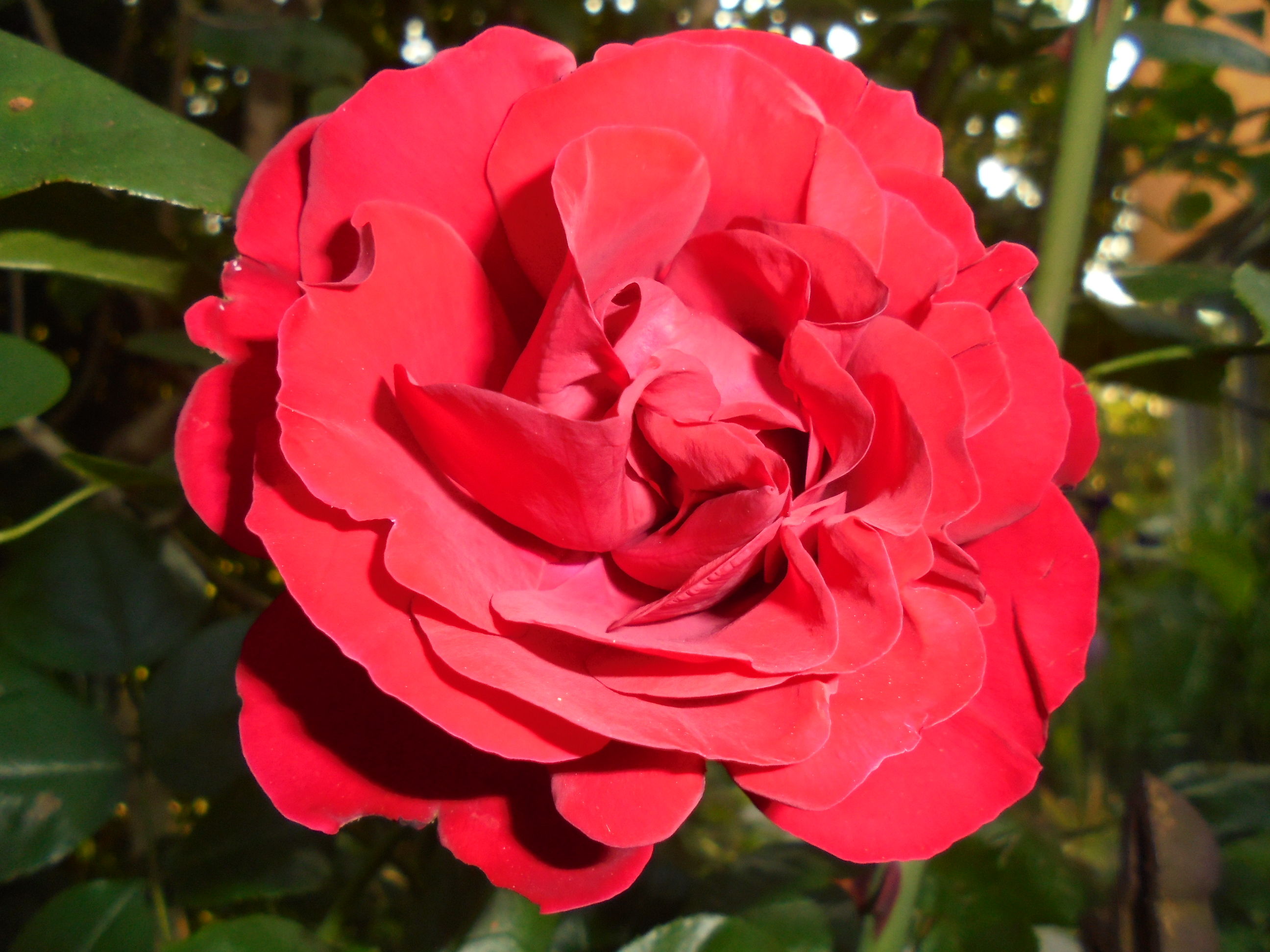 Rose (Foto: Angelika Schiffer)